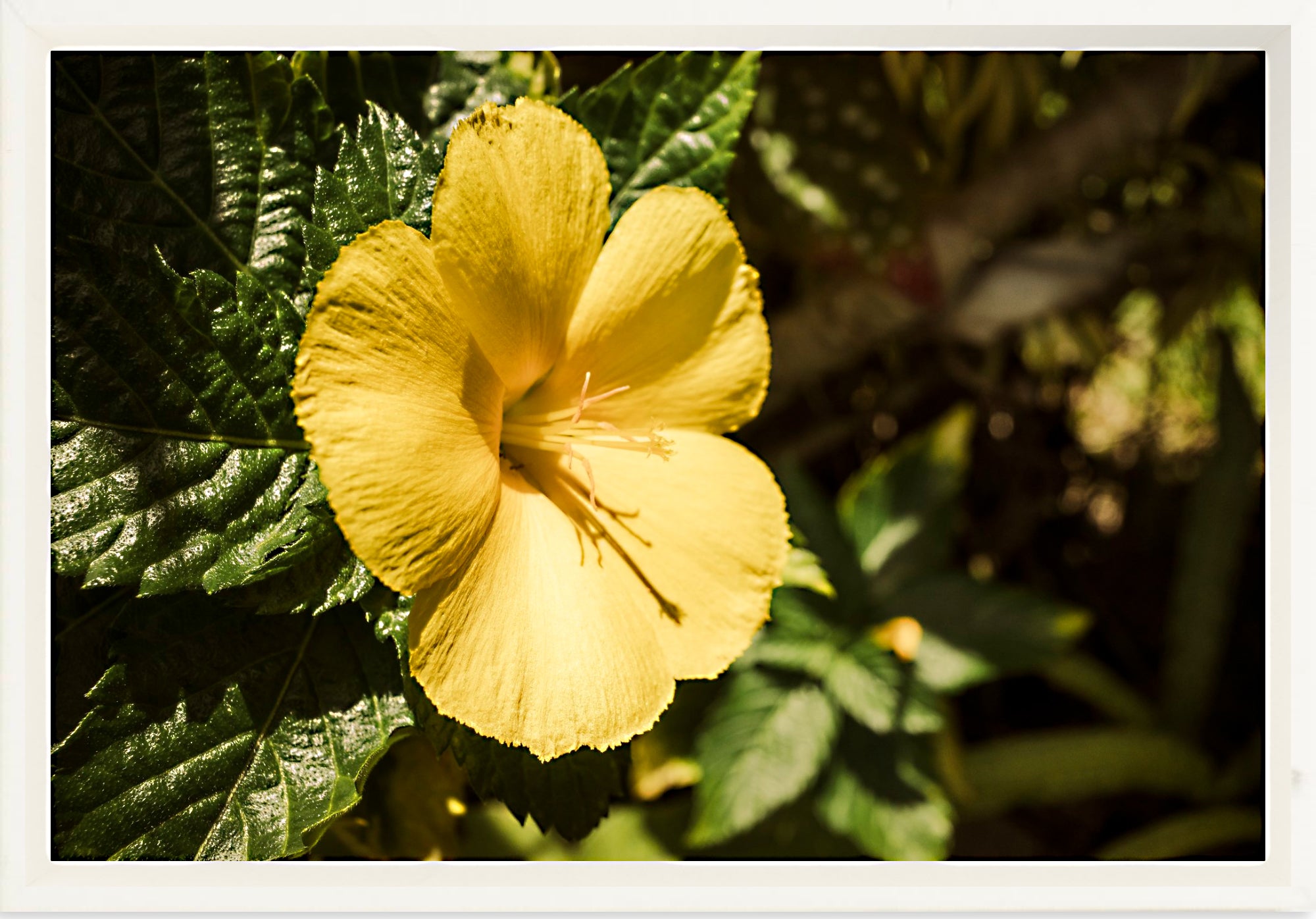 #Framed Canvas_12x8"_White