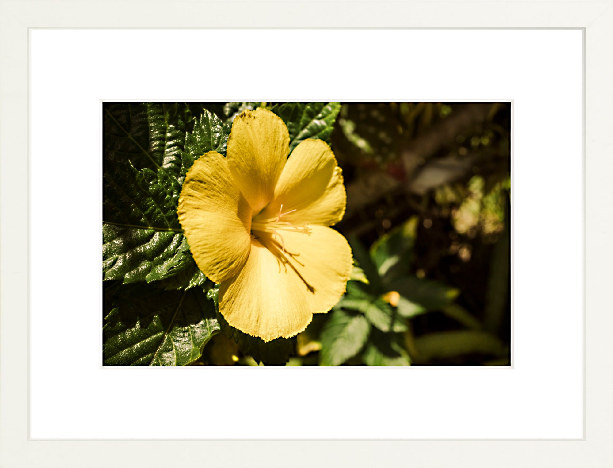 #Framed Print_12x8"_White