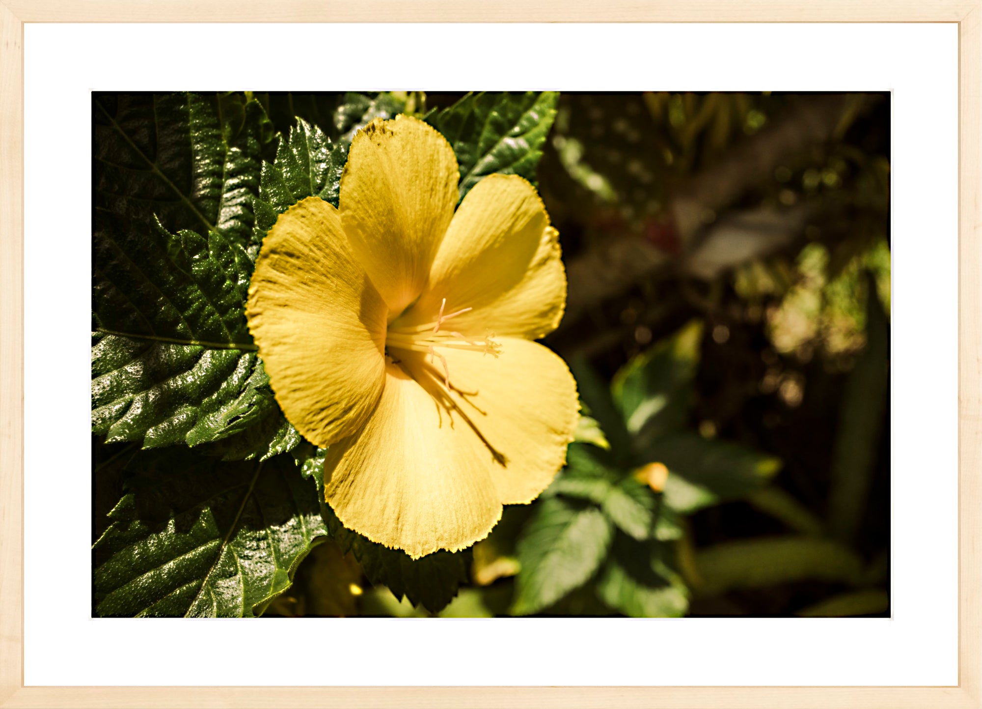#Framed Print_24x16"_Natural