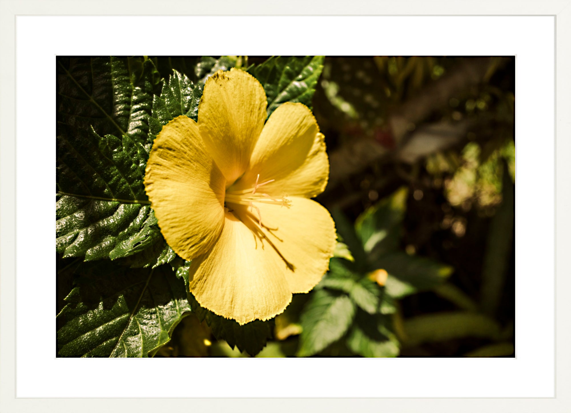 #Framed Print_24x16"_White
