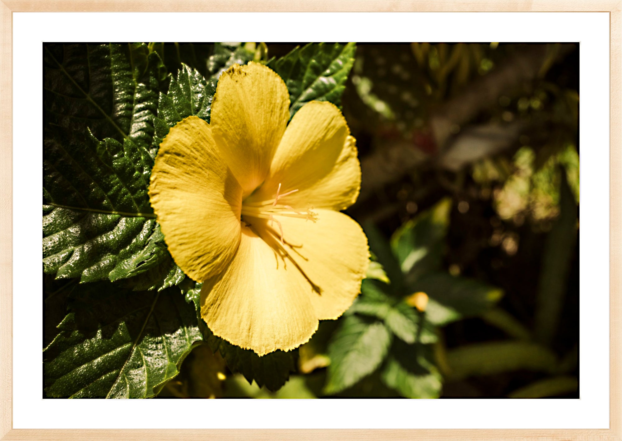 #Framed Print_36x24"_Natural
