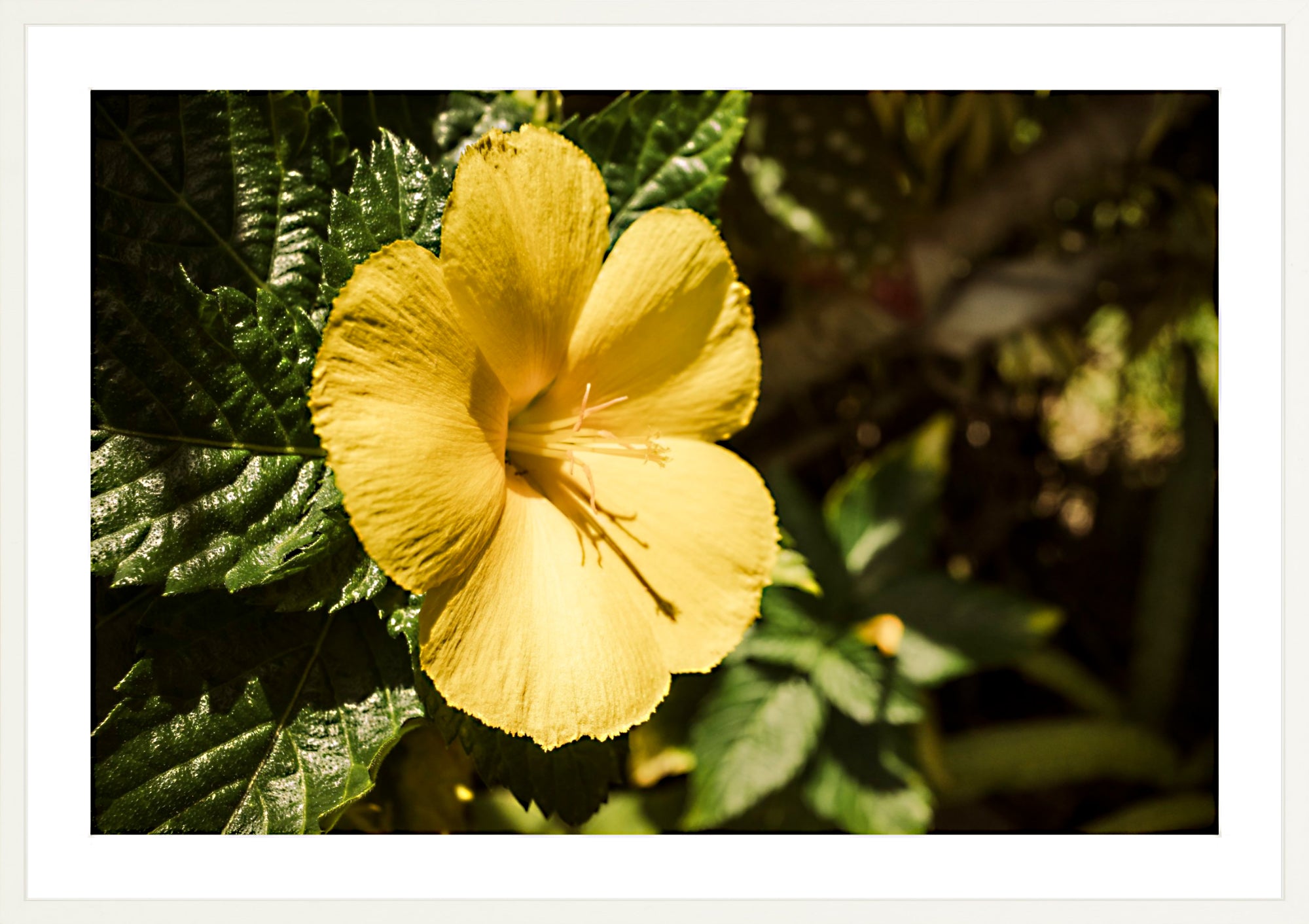 #Framed Print_36x24"_White