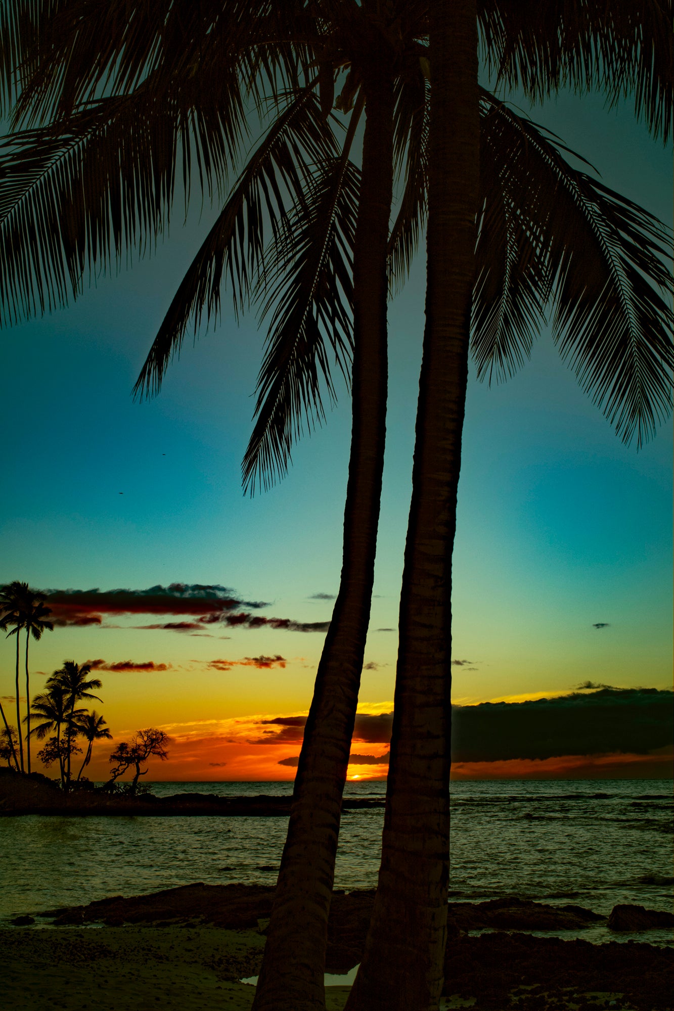 El Palm